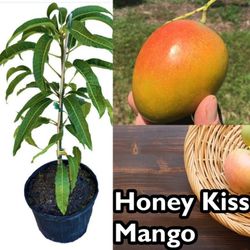 Honey Kiss Mango Grafted Dwarf Trees Arboles De Mango Injertados Enano Honeykiss 3gal