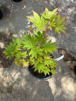 Rare Japanese Maple Tree Acer Shirasawanum “Jordan” Golden Full Moon