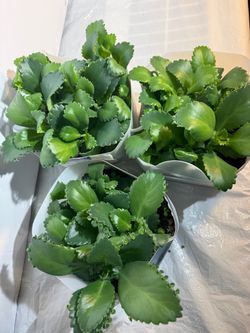 Houseplants mother of thousands 🪴kalanchoe planta medicinal $25 por maceta al sur de Chicago