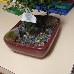 Bonsai Tree With Berries 