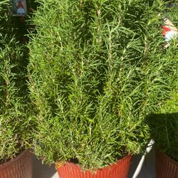 Large Rosmary 