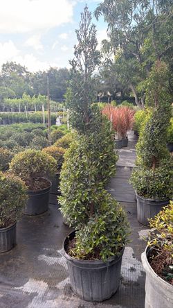 Topiary Spiral - 7 Gallons