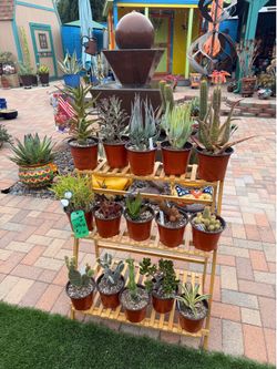 A Variety of Succulent and Cacti Plants