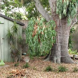 Staghorn Fern