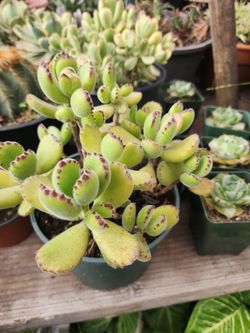 BEAUTIFUL  SUCULENTS PLANTS  6" POT.