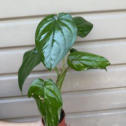 4” Syngonium Chiapense