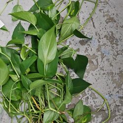 Pothos Plant Cutting Live