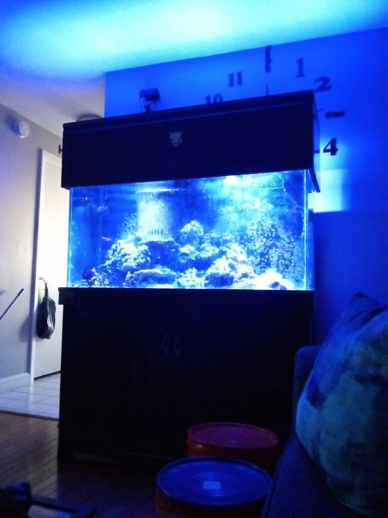Salt Water Fish Tank Got Sale