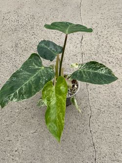 Philodendron Emerald Ice