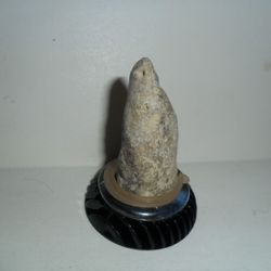 Horn Coral
