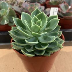 Succulent Echevería In 4” Plastic Pot