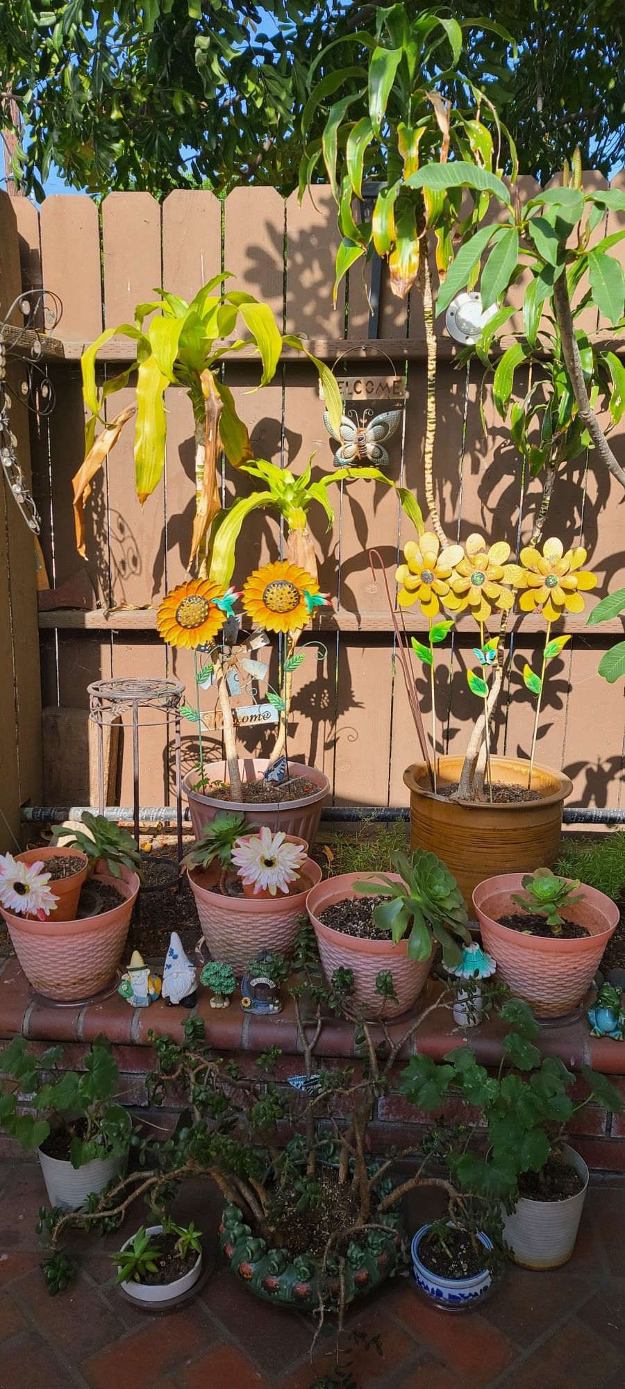 Plants