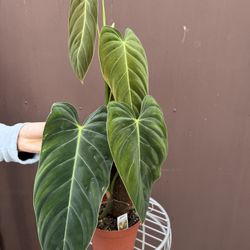 Xl Philodendron Melano In 6” Pot W/ Pole
