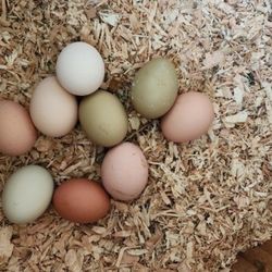 Farm Fresh Eggs!