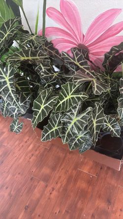 Alocasia amazónica