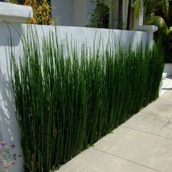 Horsetail Plant 🪴  3gal