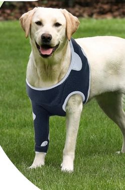 standing support for dog