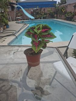 Beautiful Colorful Plant In 6" Pot