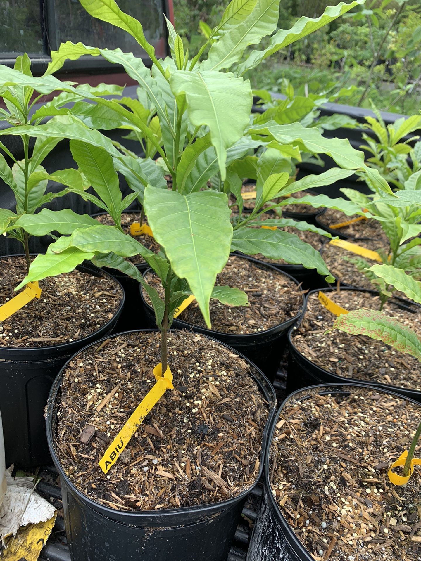 Abiu Fruit Tree LOVE Plant Nursery Address 5836 Avocado Blvd West Palm Beach Florida 33411
