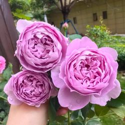 Rare Chinese Rose Plant-[Kongmeng] Misty Veil