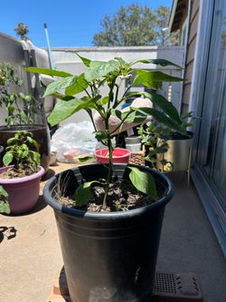Hungarian wax chile pepper plant