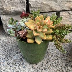 Succulent arrangement in green ceramic pot