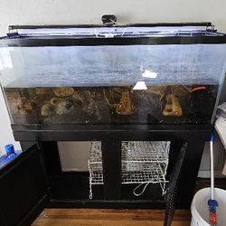 55 G Fish Tank And Stand With Fish And Decor