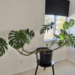 Large Real Monstera Plant 