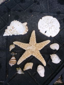 Set of sea shells