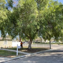Tree - Palm Care