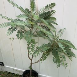 Red Humming Bird ( Sesbania Grandiflora) Flower Plant (Will Be Flowering Soon)