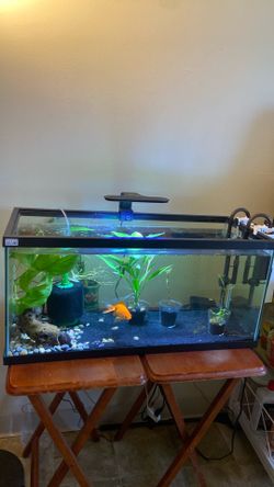 Fish Tank Setup w/ Gold Ryukin Fish