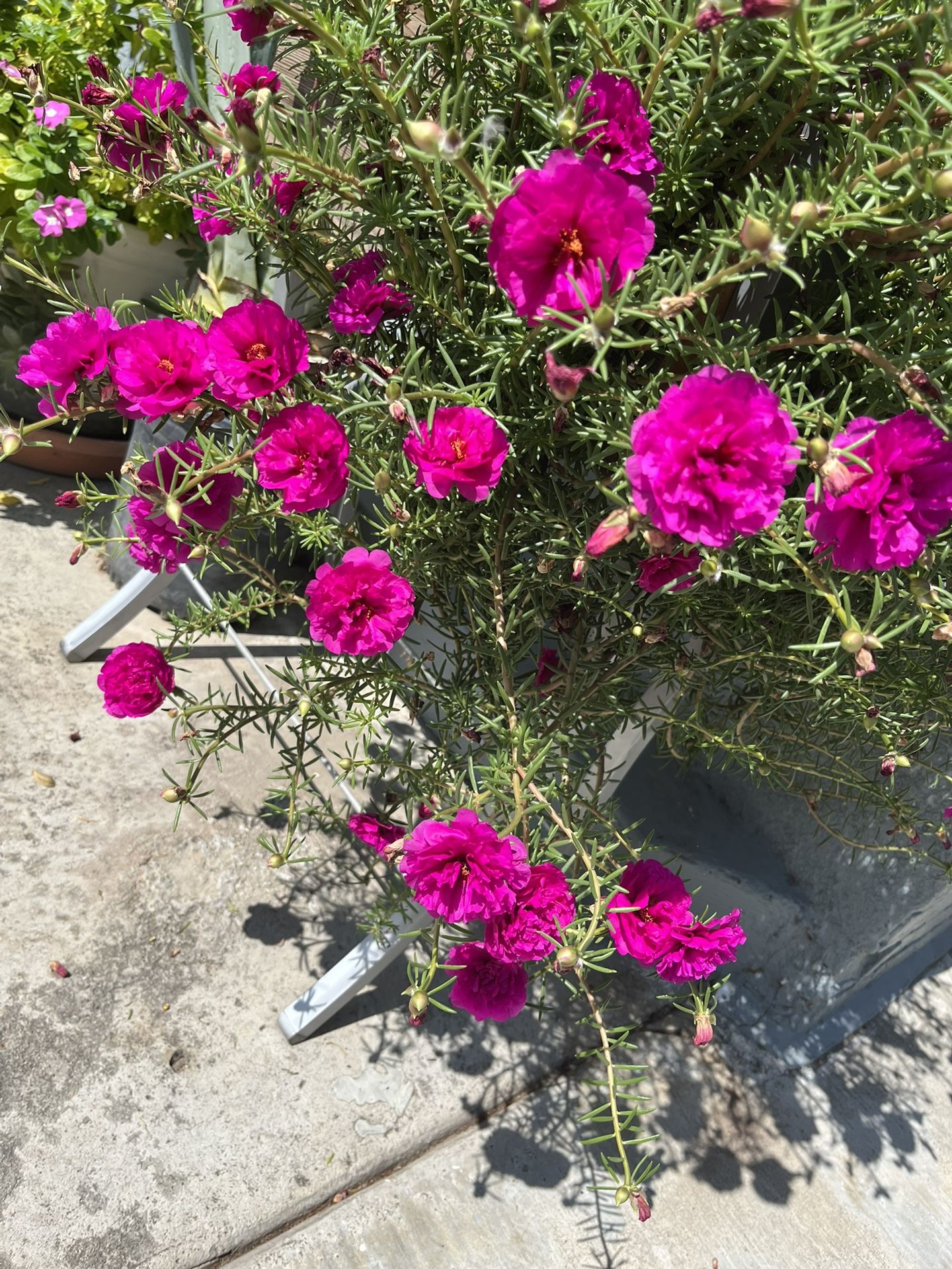 Hermosas Plantas, Siempre Florean Así de Bonitas Cinco Dólares Bote De Galón