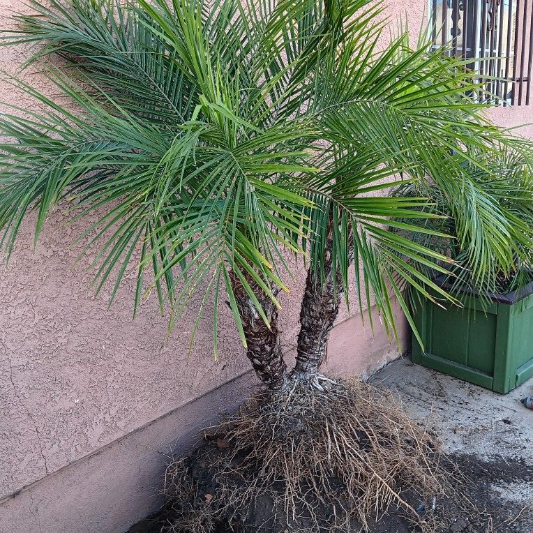 Palm