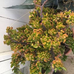 Cactus and Succulent Plants Sales