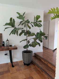 11ft Fiddle Leaf Fig Tree Indoor Or Outdoor