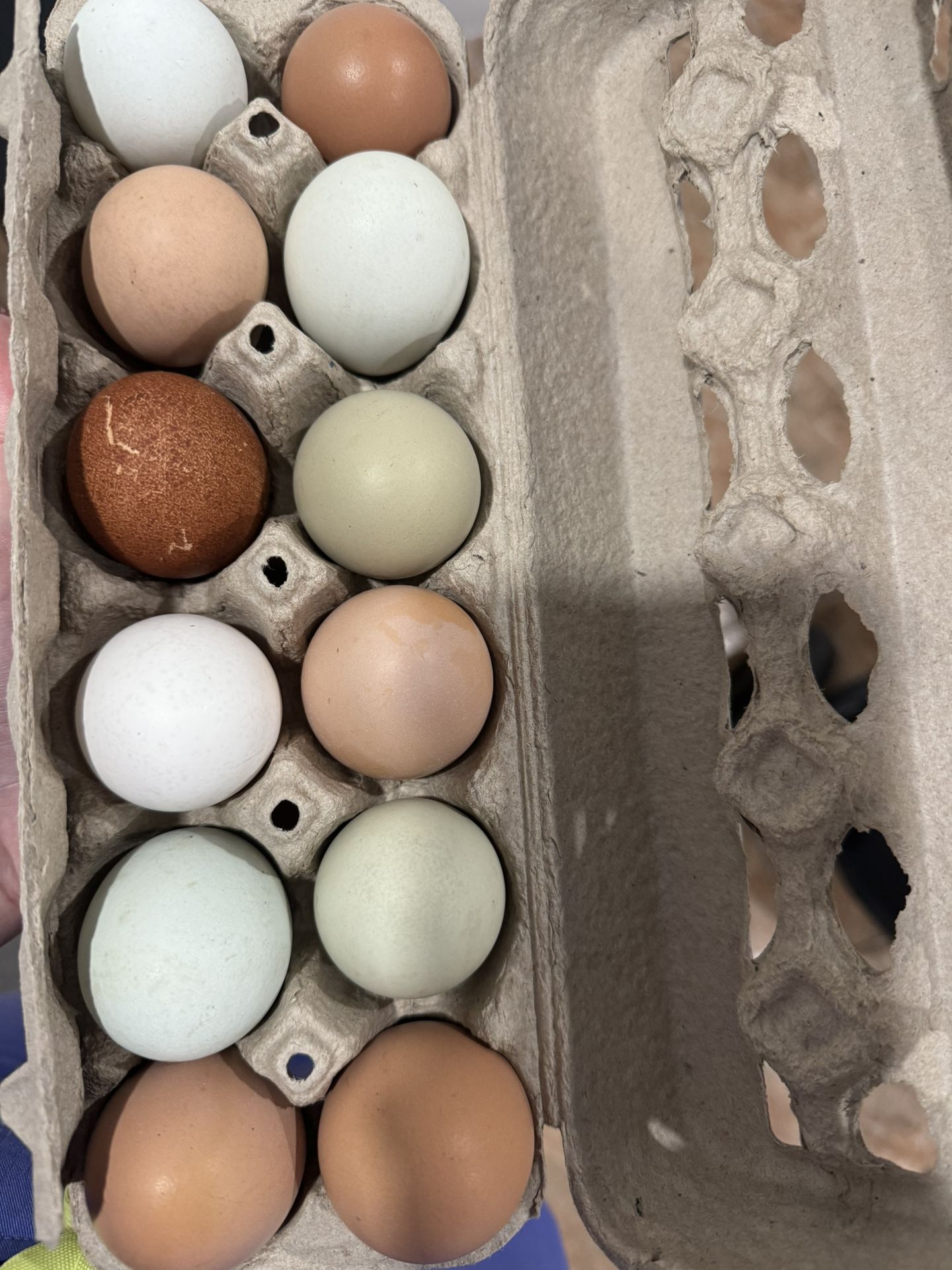 Fresh eggs