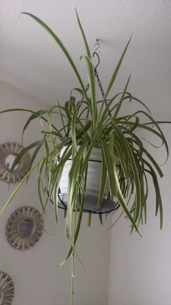 Spider plants