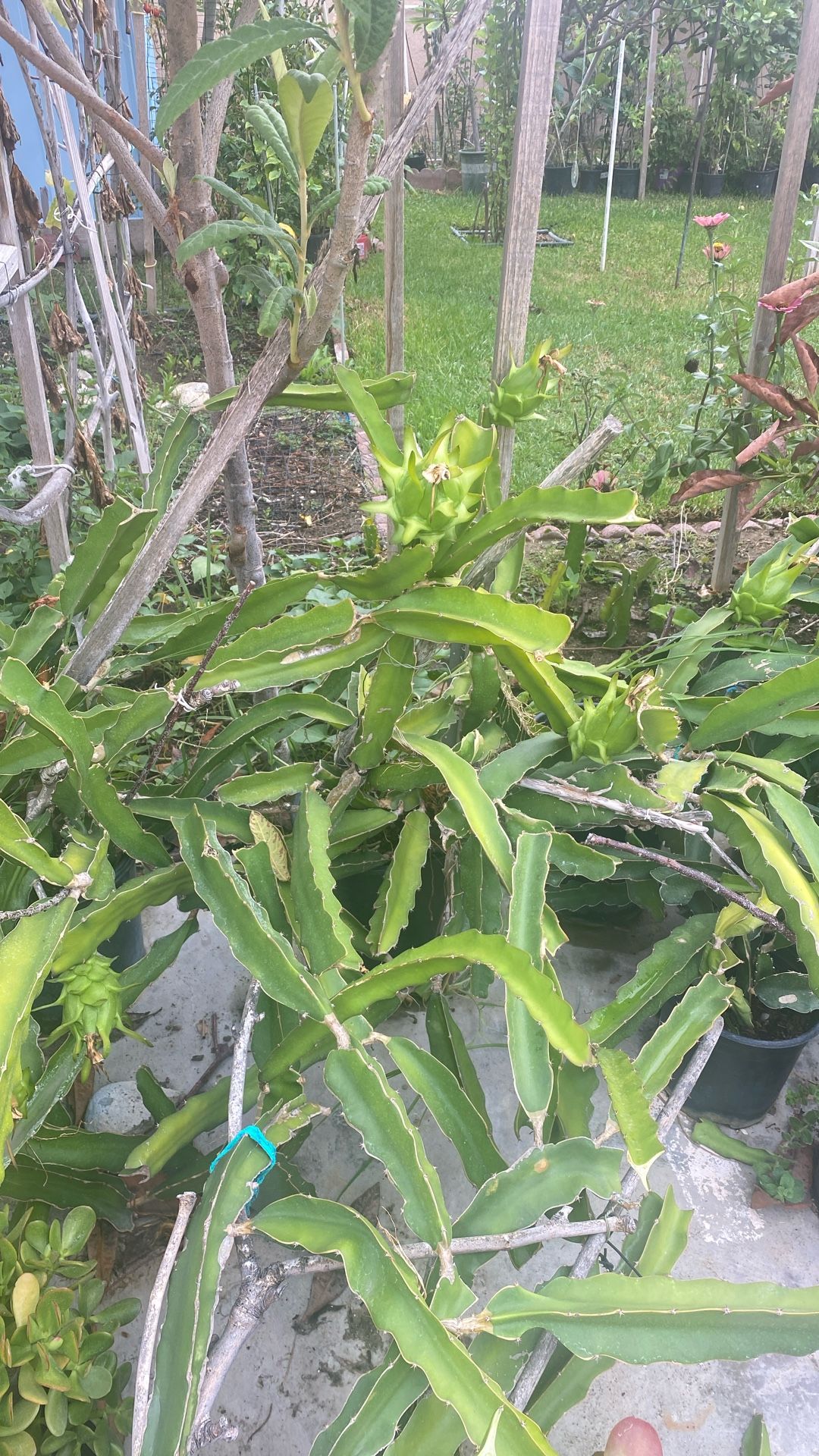 White Dragon Fruit
