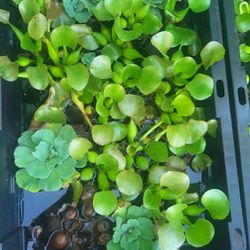 Water Plants Pond Garden $3.00 EACH