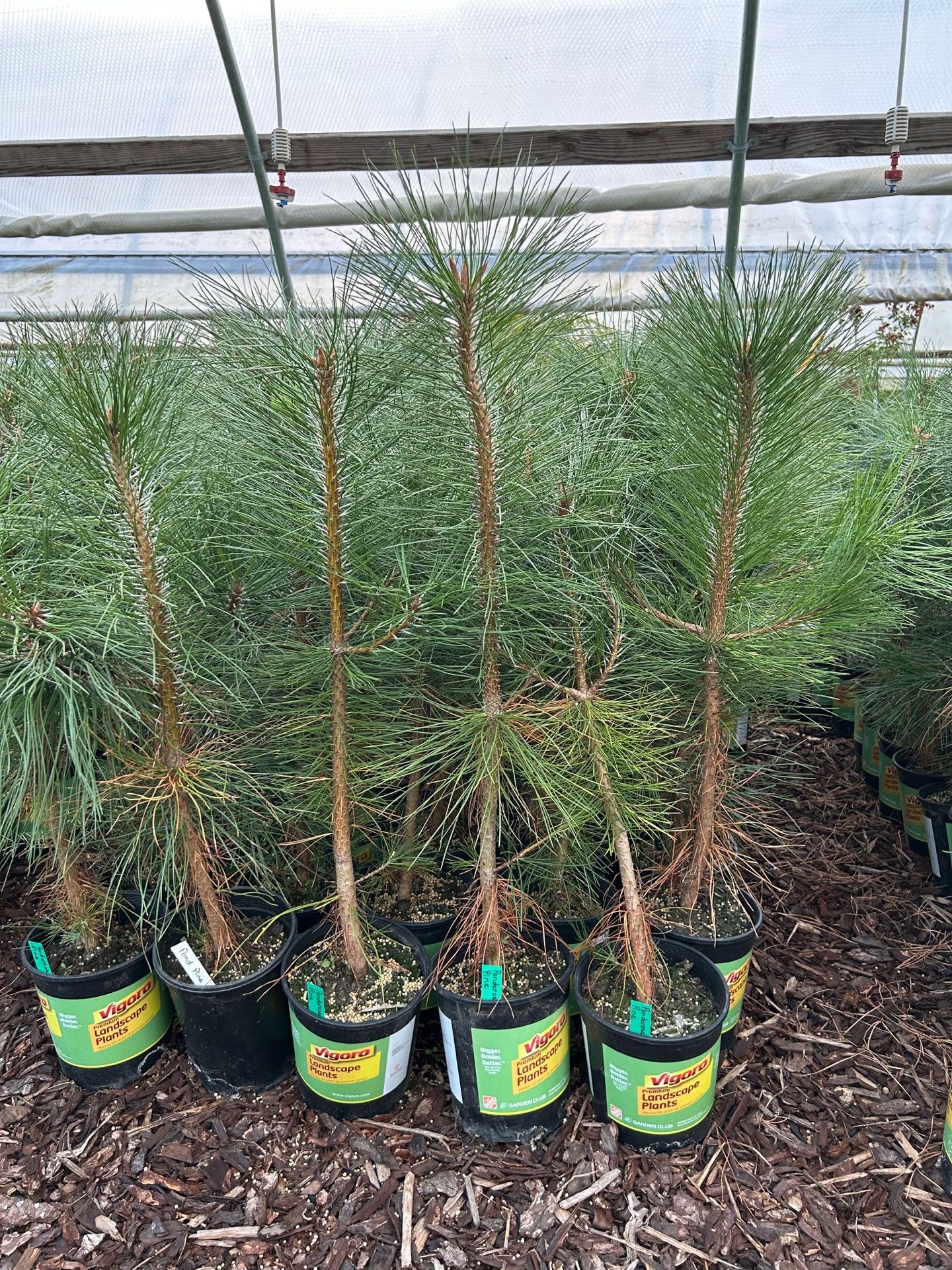 Ponderosa Pine Trees