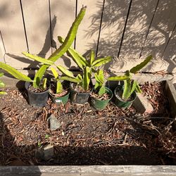 Dragonfruit Plants Each $3
