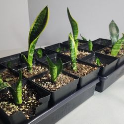 Plant - Snake Plant