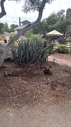 Yard ARt/Old Plow