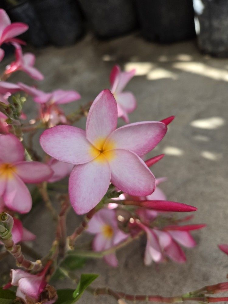 Cutting plumeria