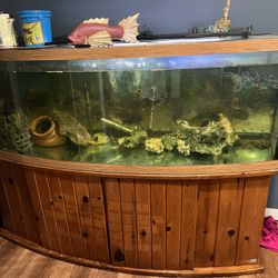 Large fish tank/ Aquarium WITH FISH INCLUDED 