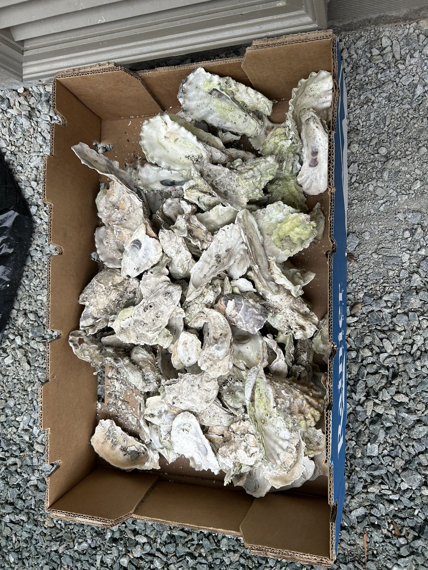Box Of Oyster Shells(read Description)