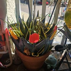 Snake Plant & Terracotta Pot