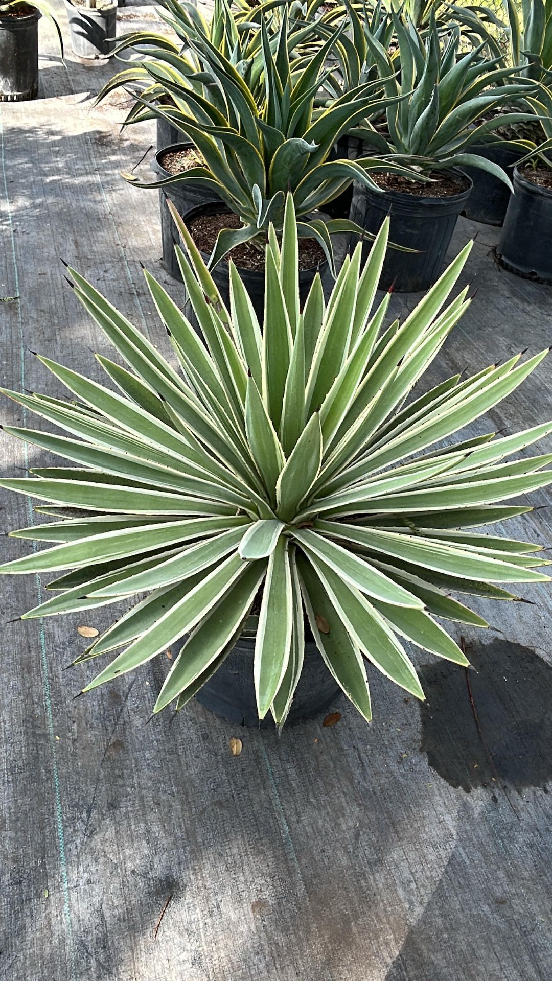 7 Gallons Caribbean Agave
