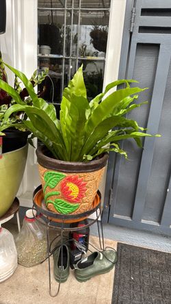 Planta nido de ave